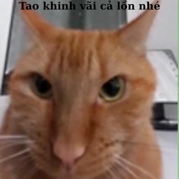 meme khinh bỉ bựa