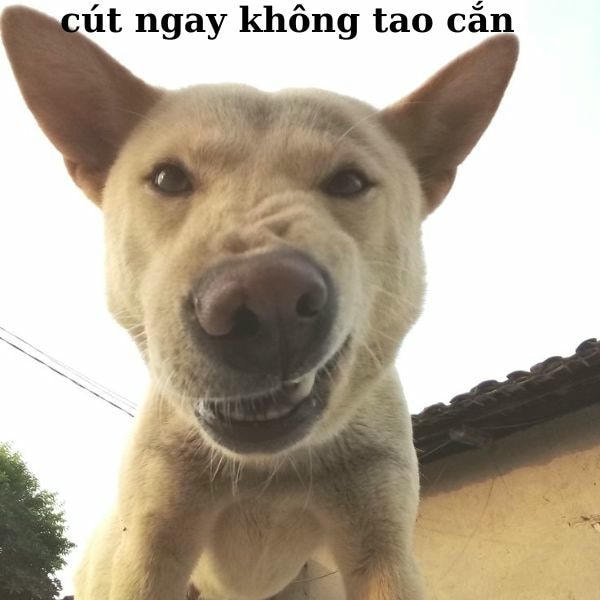 meme khinh bỉ chó