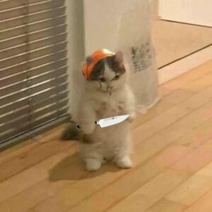 meme mèo cầm dao đáng yêu