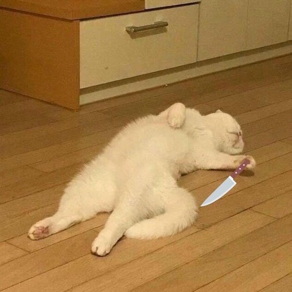 meme mèo cầm dao hài nhất