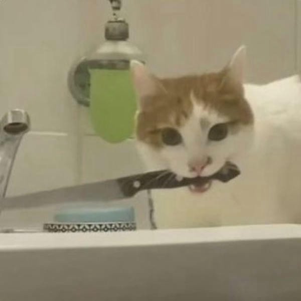 meme mèo cầm dao siêu cute