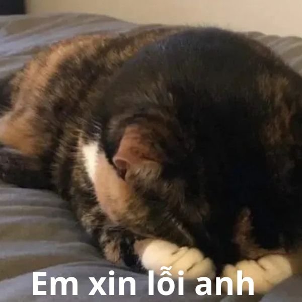 meme ngại quá đi