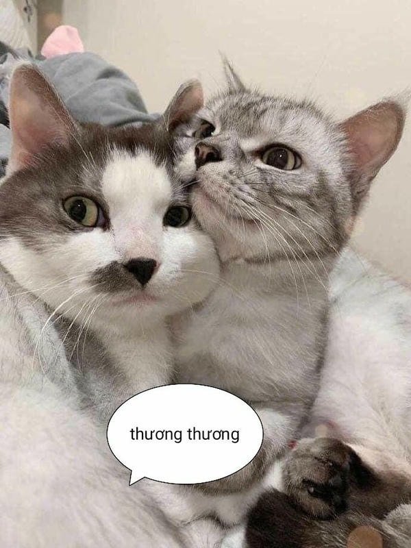 meme ôm tinh cam nhay