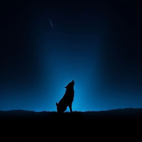 meme sói cô độc hd