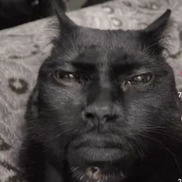 sigma meme trolll team