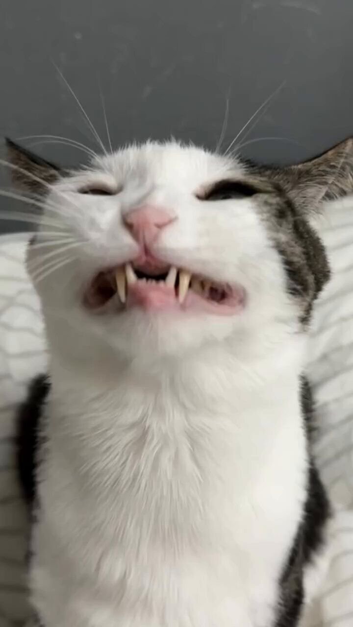 Meme mèo cười đáng yêu