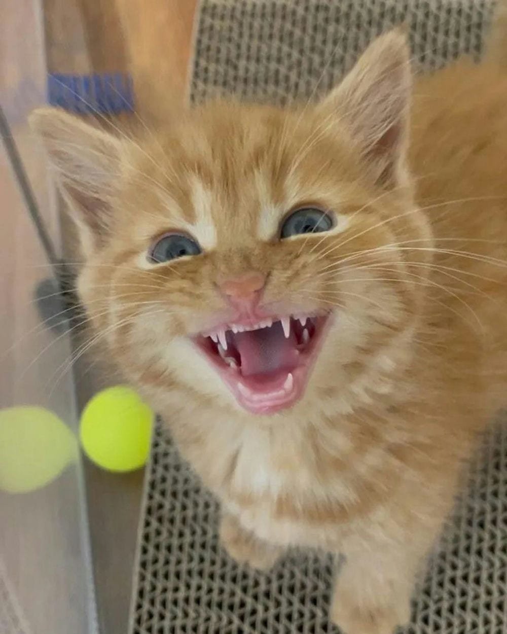 Meme mèo cười gian xảo