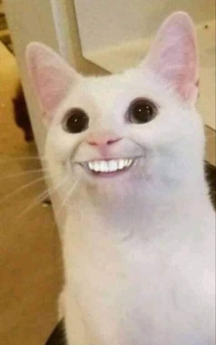 Meme mèo cười lém lỉnh