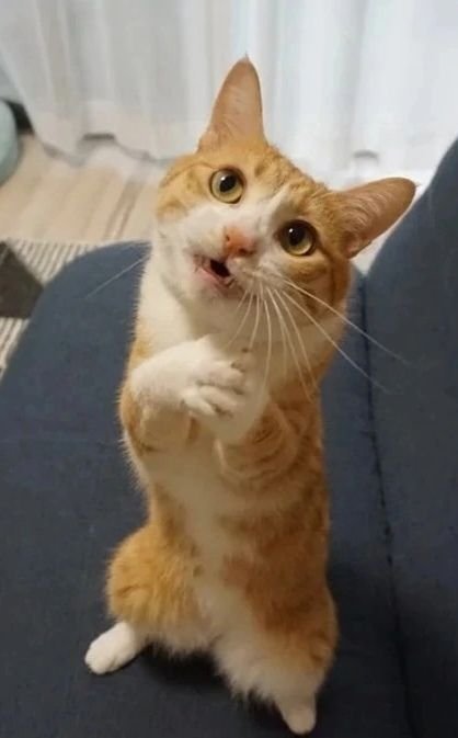 Meme mèo cười mỉm nhẹ