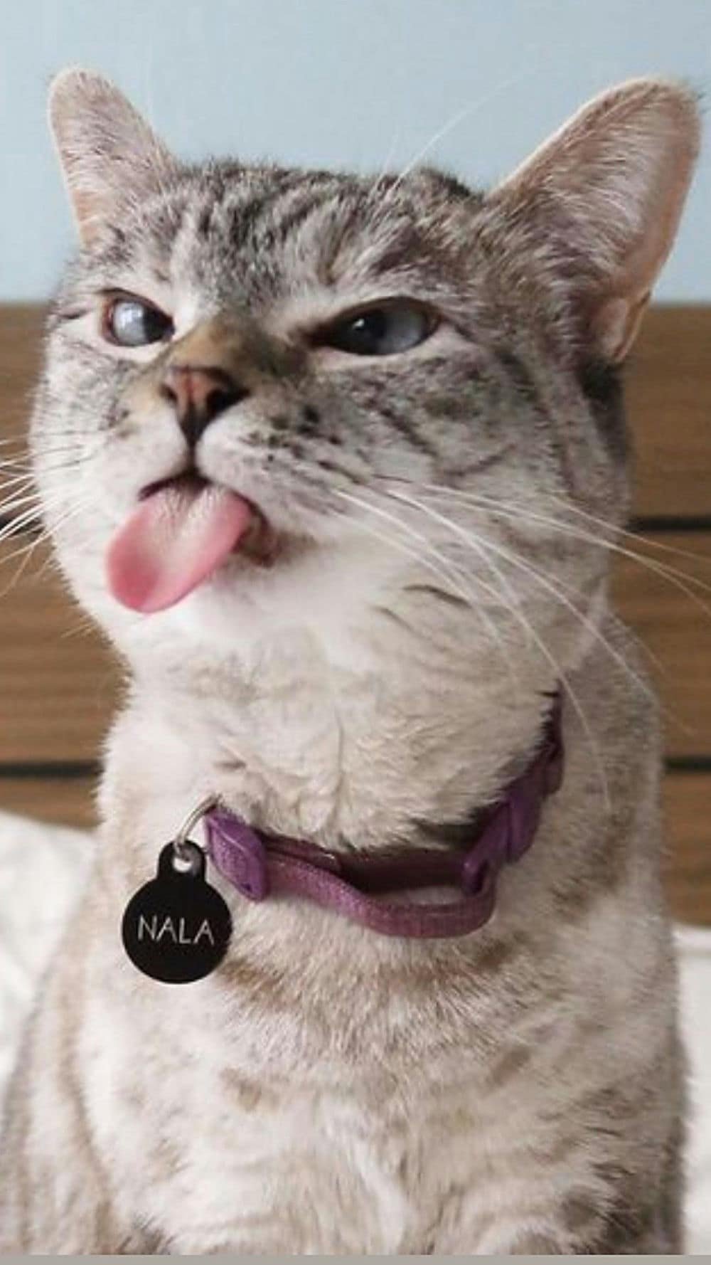 Meme mèo cười nhìn trộm