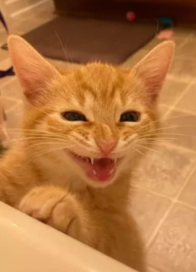 Meme mèo cười troll nhẹ