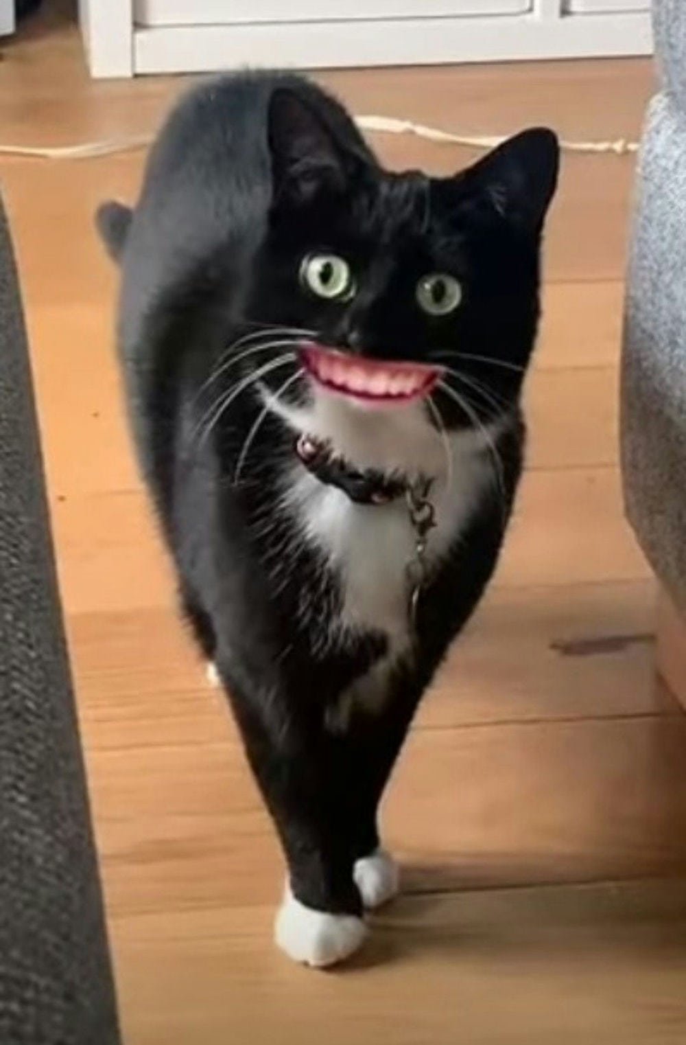 Meme mèo cười tự nhiên