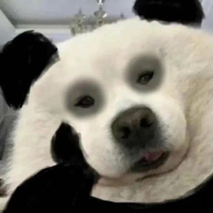 meme bựa cười bất lực