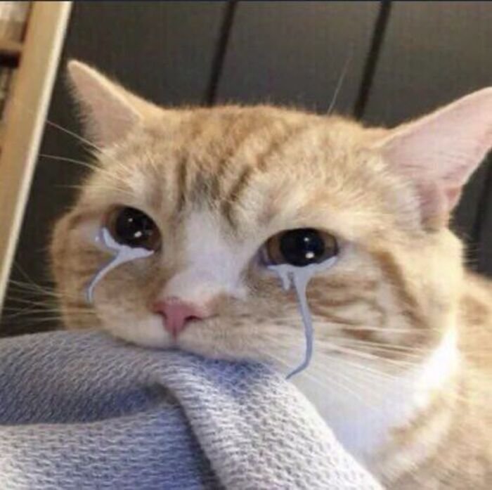 meme buồn mèo ngồi một mình