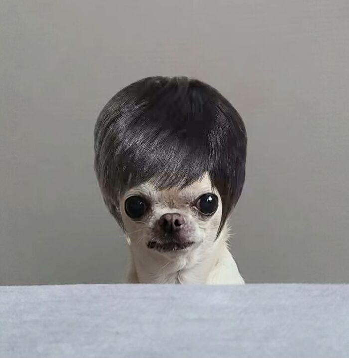 meme chó ánh mắt hài