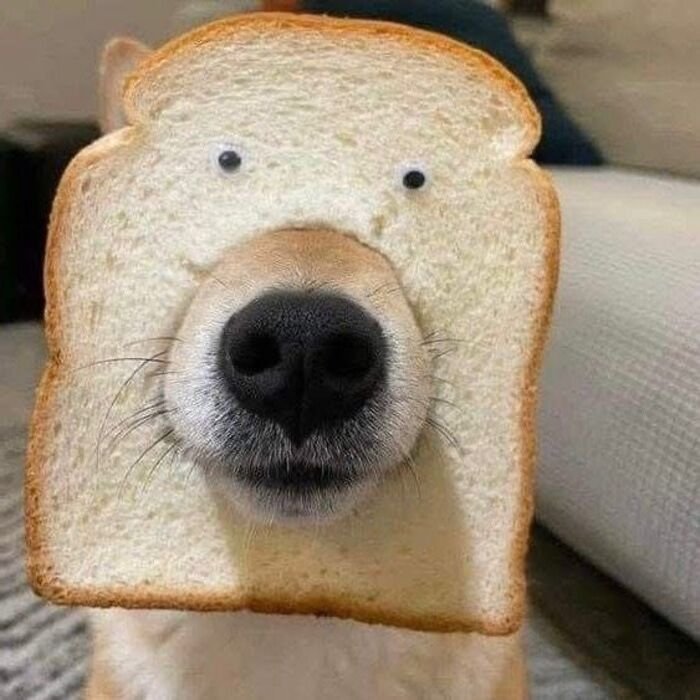 meme chó bất lực