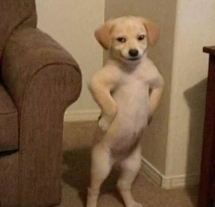 meme chó biểu cảm buồn cười