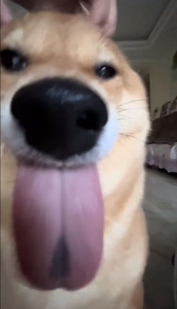 meme chó biểu cảm đơ