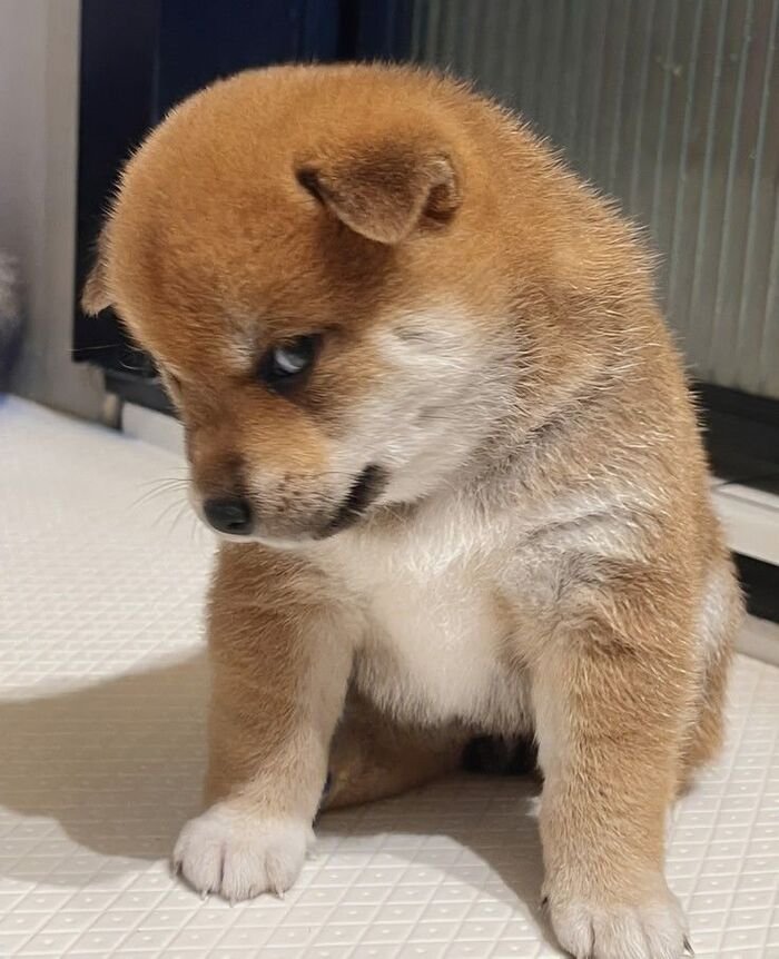 meme chó biểu cảm hài