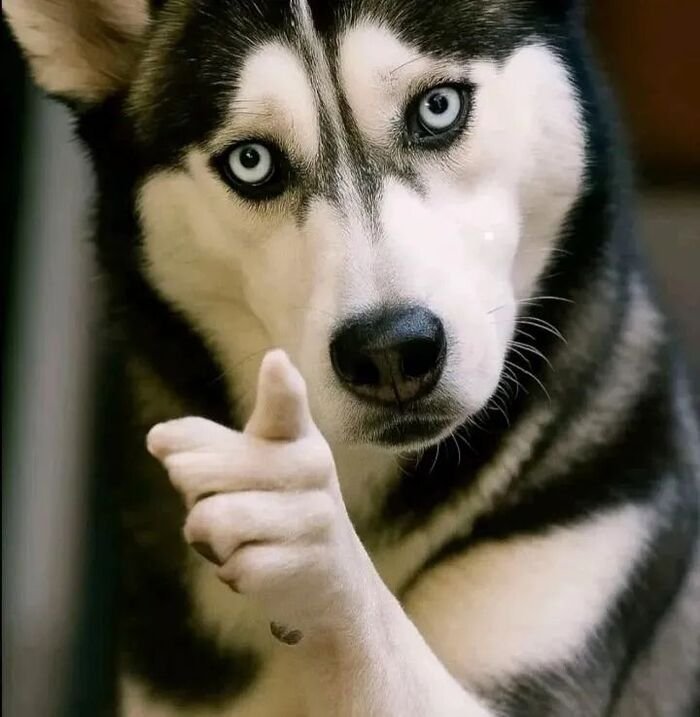 meme chó biểu cảm lạ