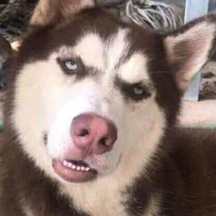 meme chó biểu cảm sốc