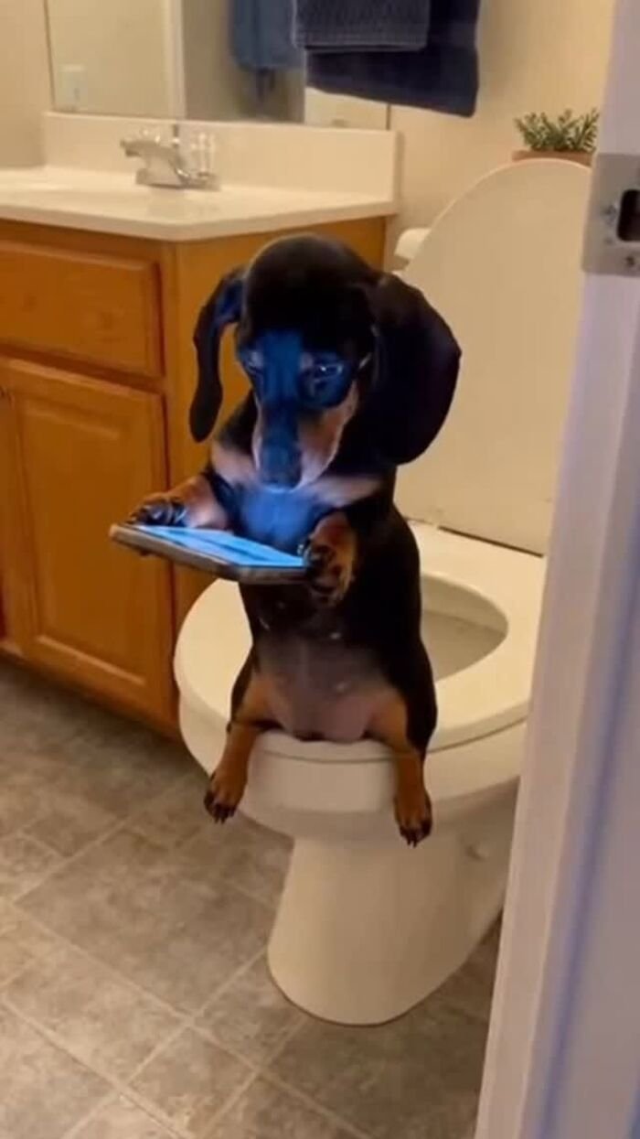 meme chó buồn cười