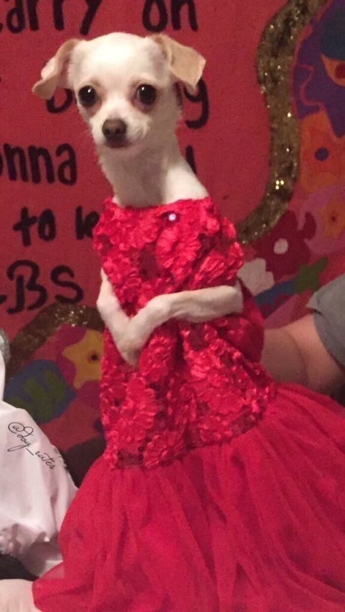 meme chó dễ thương