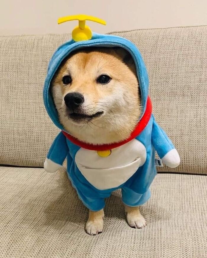 meme chó hài hước