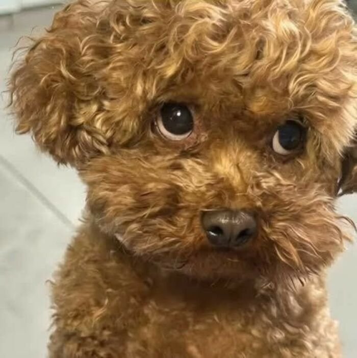 meme chó khó hiểu