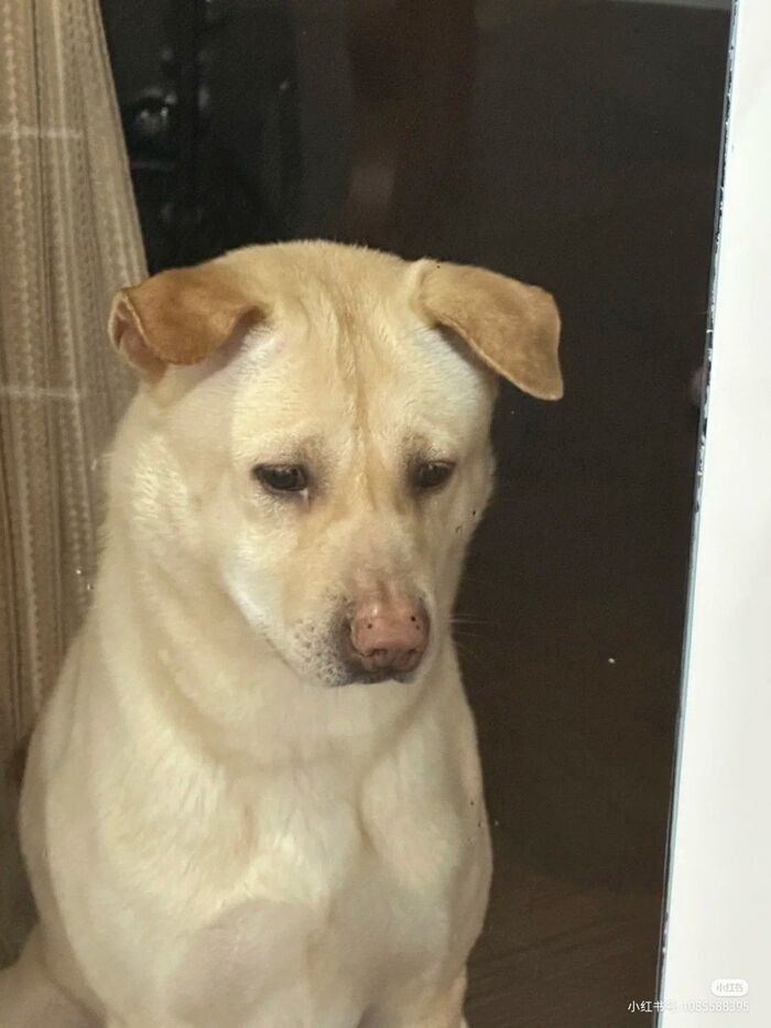 meme chó mắt tròn