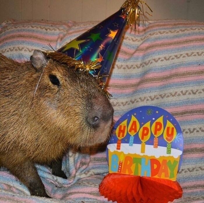 meme chúc mừng sinh nhật buồn cười cappybara