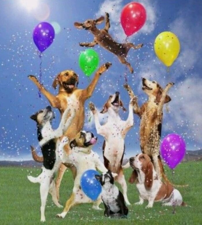 meme chúc mừng sinh nhật cực hài