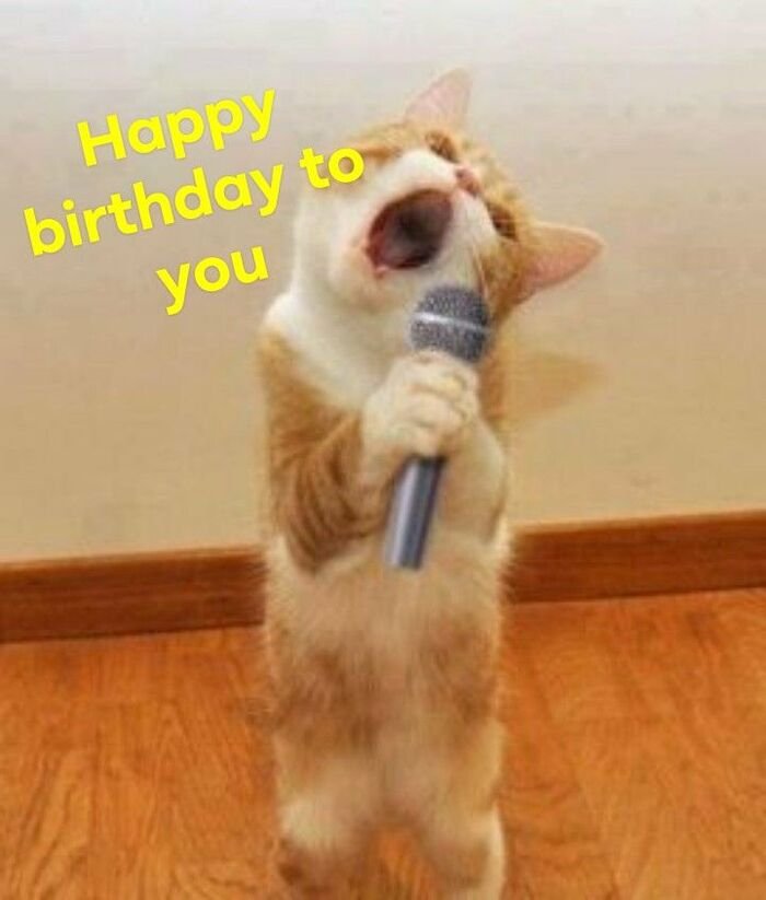 meme chúc mừng sinh nhật cười lăn lộn