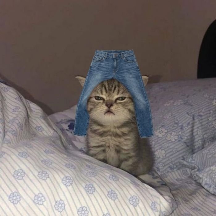 meme đội quần hài hước