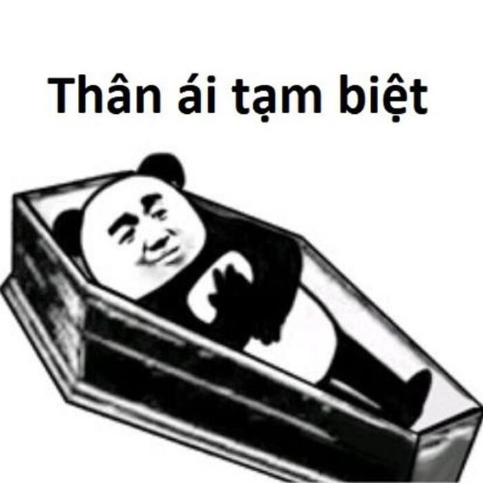 meme gấu trúc biểu cảm hài