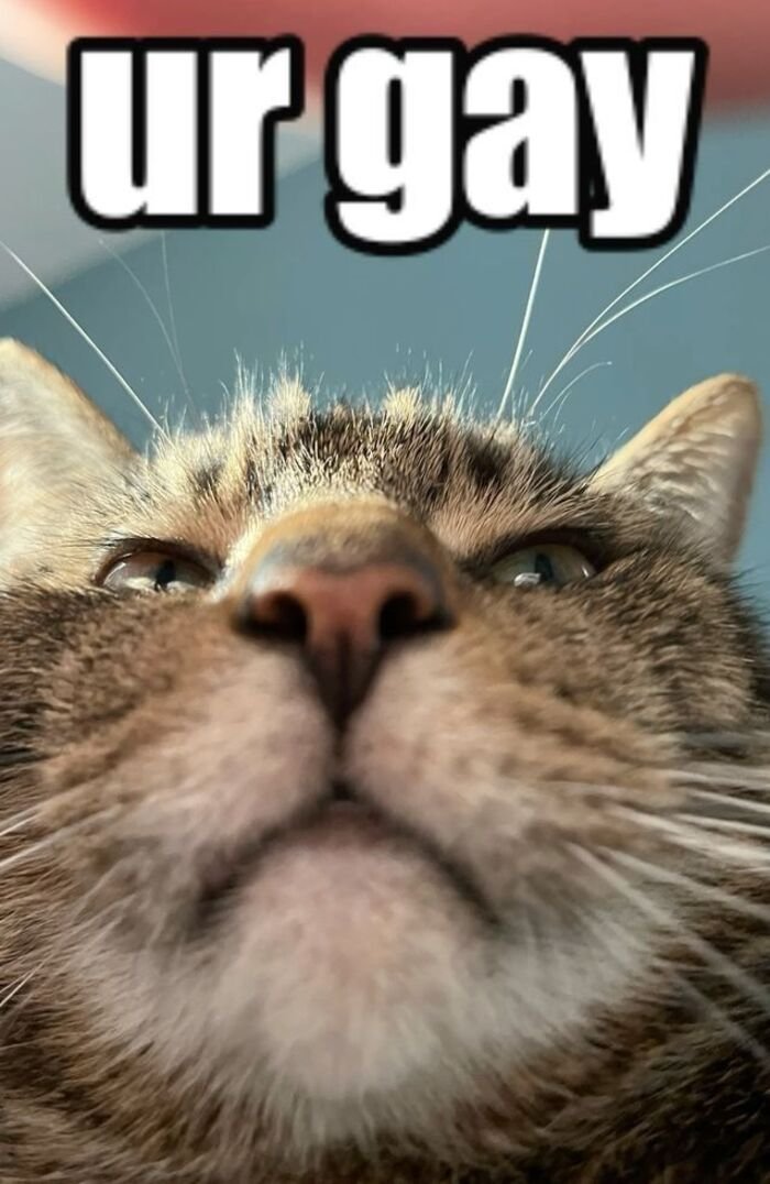 meme gay biểu cảm hài