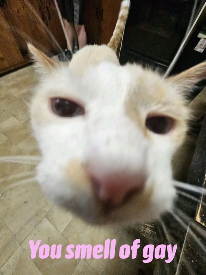 meme gay dễ thương