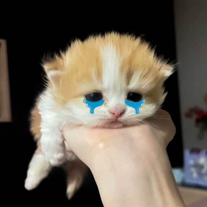 meme khóc biểu cảm mèo