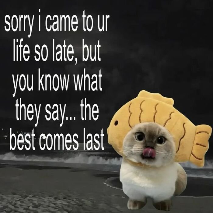 meme xin lỗi chế