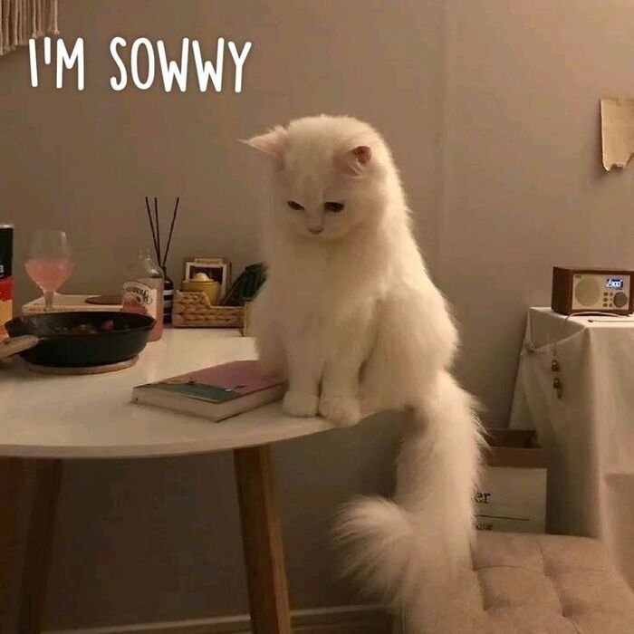 meme xin lỗi con mèo