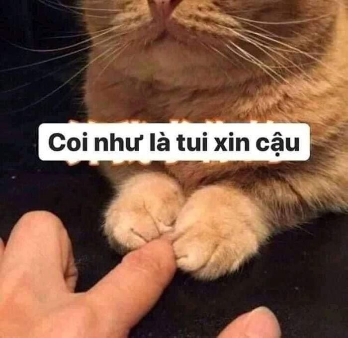 meme xin lỗi cute nhất