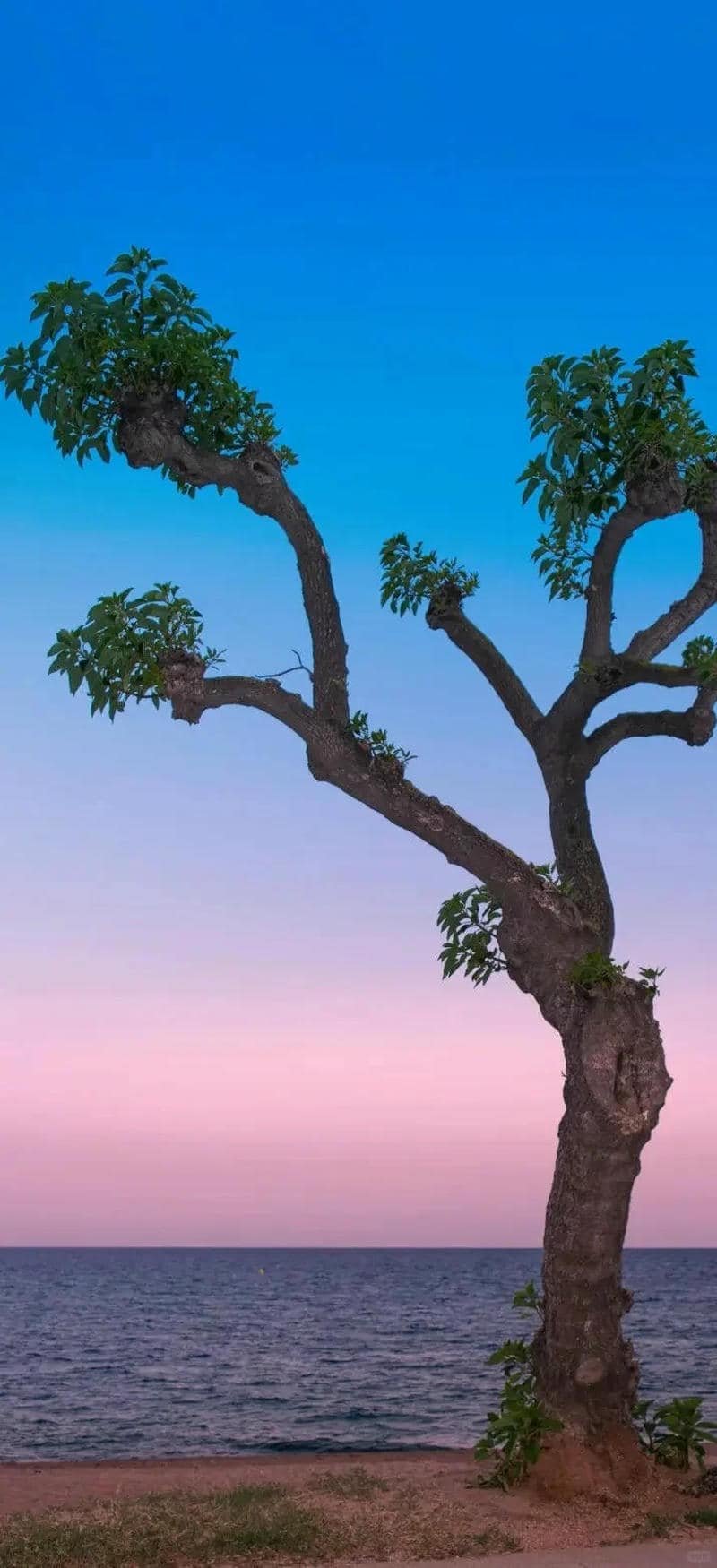 Album hình nền 8k mới nhất