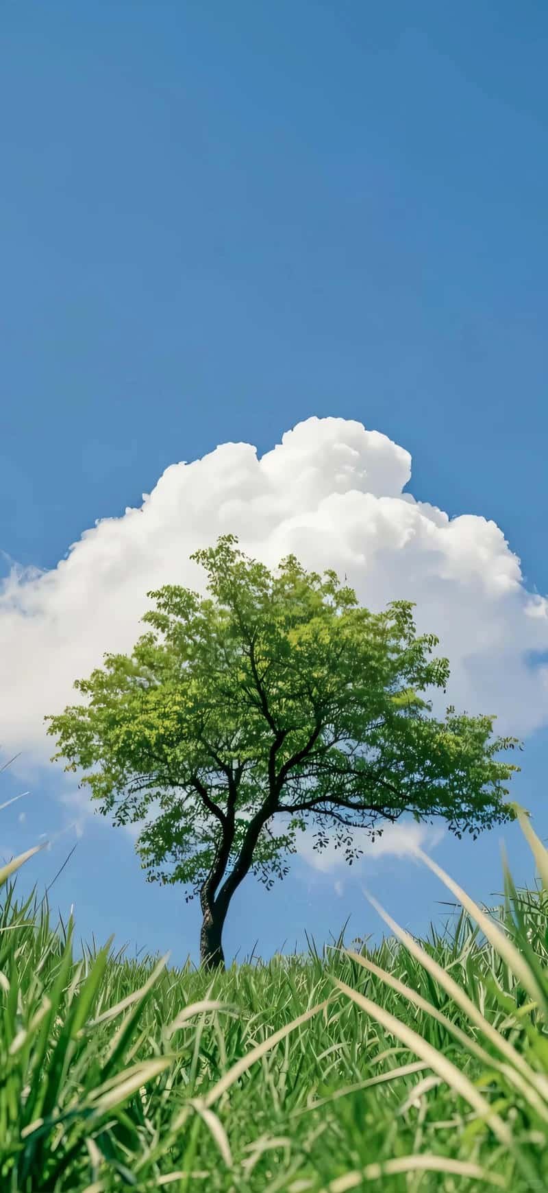 Album hình nền đẹp 3d mới nhất