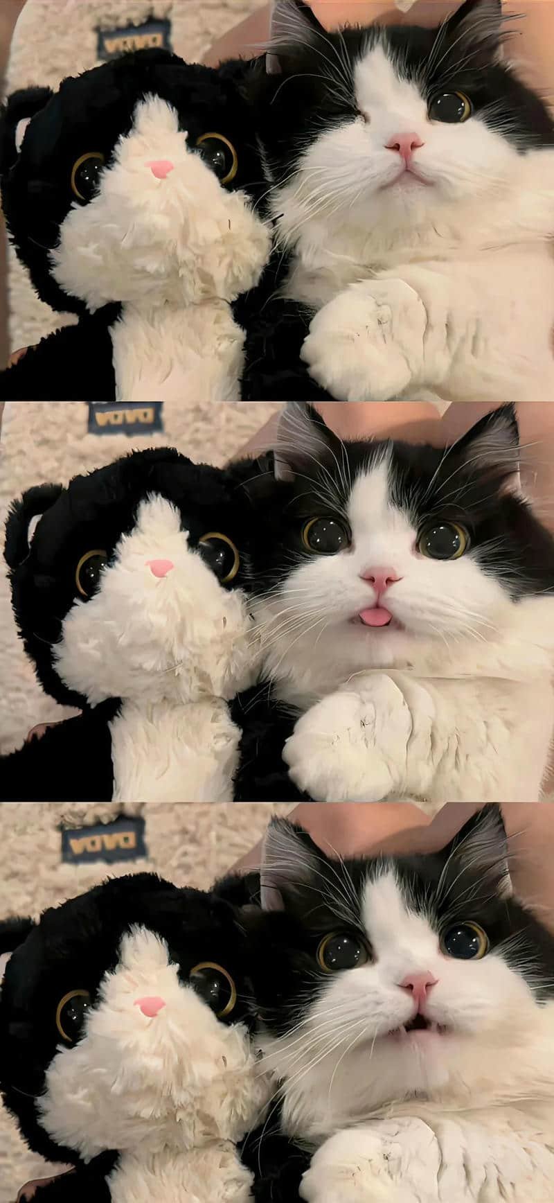 Album hình nền đẹp cute độc quyền