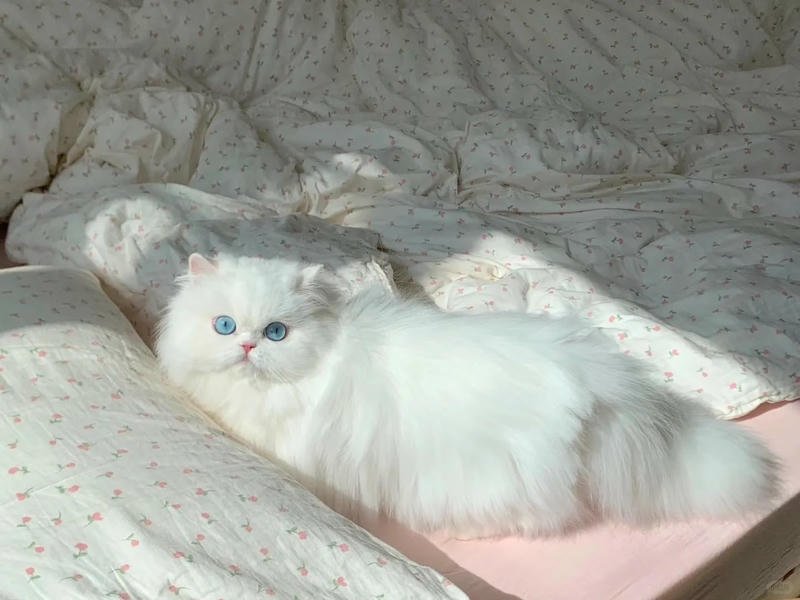 Album hình nền ipad mới