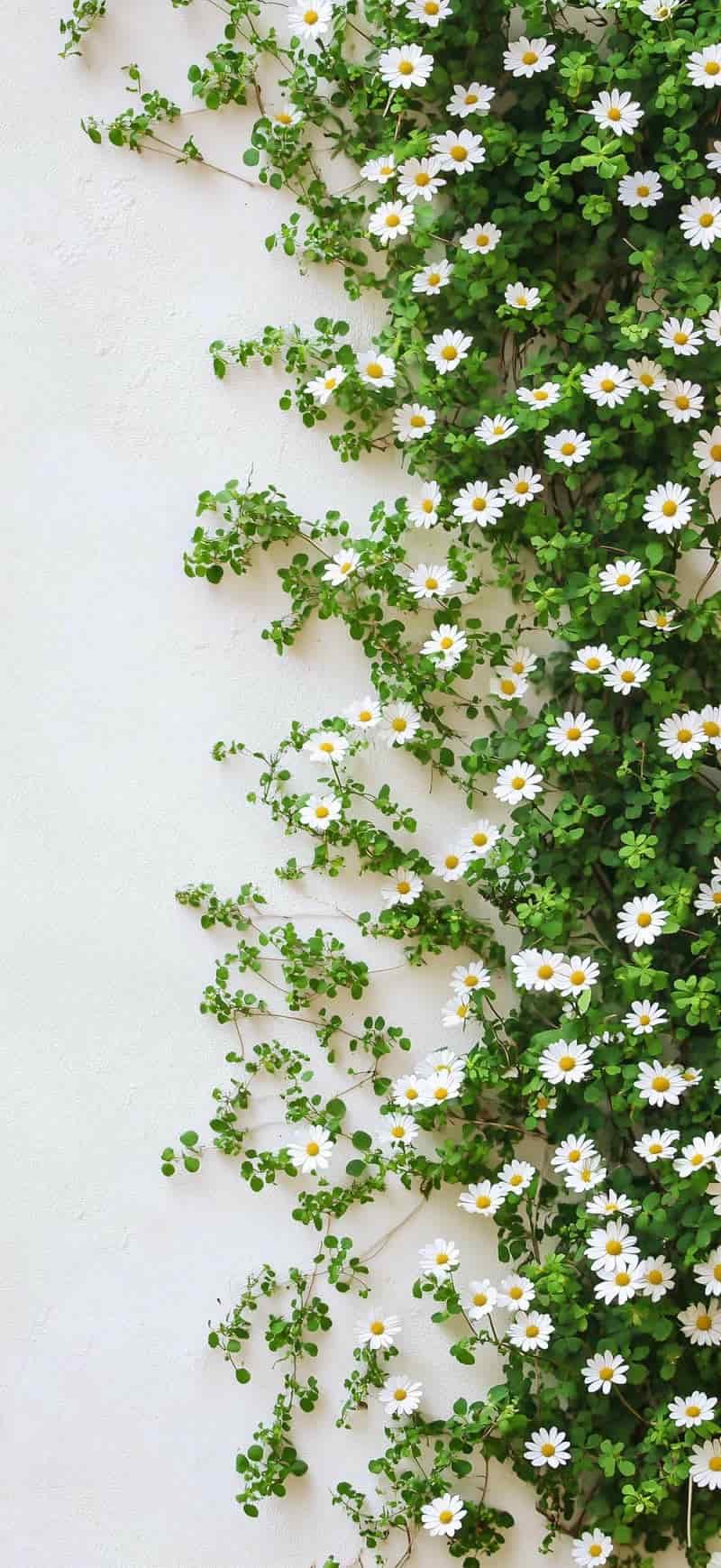 Album hình nền iphone 15 mới nhất