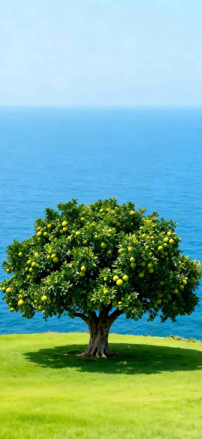 Album hình nền mệnh mộc độc quyền