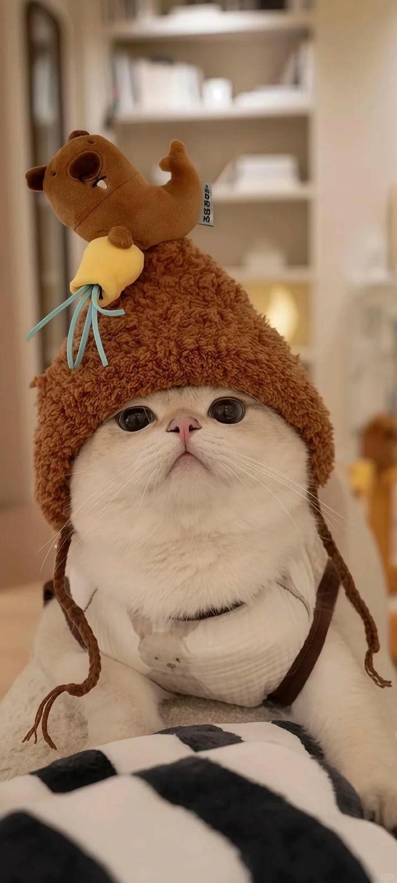 Album hình nền mèo mới