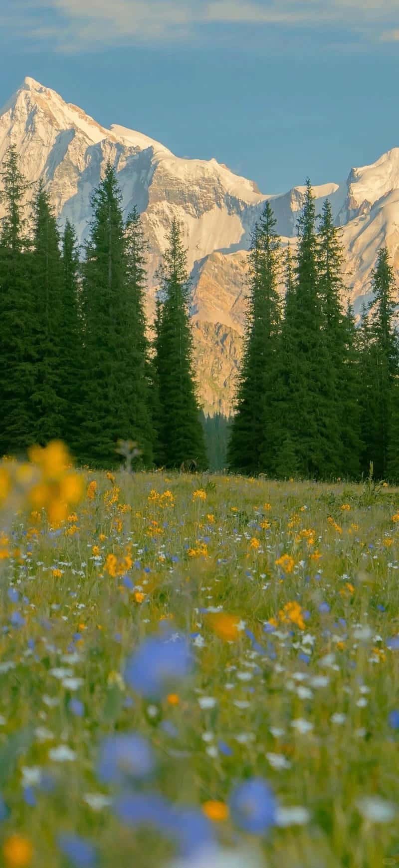 Ảnh hình nền 8k sắc nét