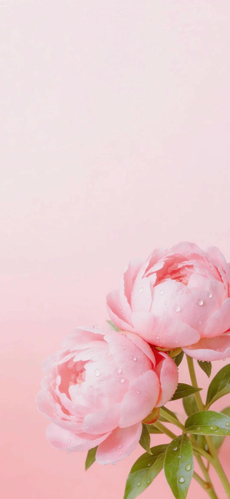 Ảnh hình nền hoa mẫu đơn sắc nét